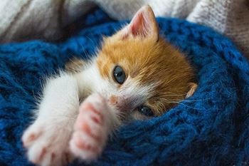Cat-friendly